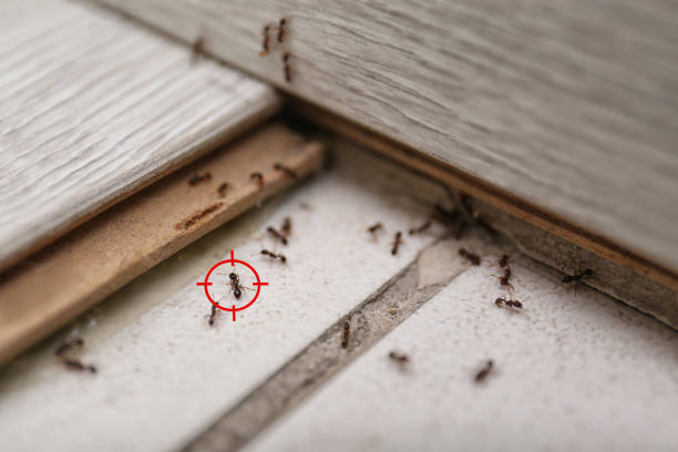 Wildlife Control Services in Peoria, AZ