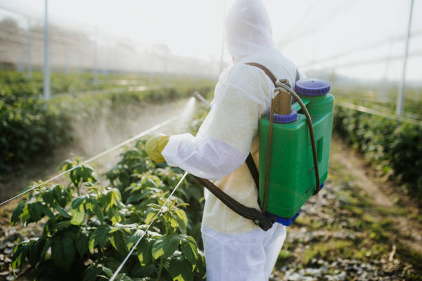 Best Affordable Pest Control Services  in Peoria, AZ